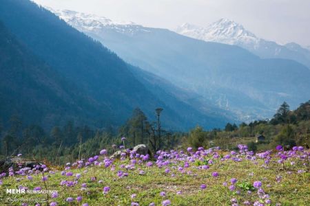  اخبارگوناگون,خبرهای گوناگون ,بهار زیبایی های خارق ‏العاده