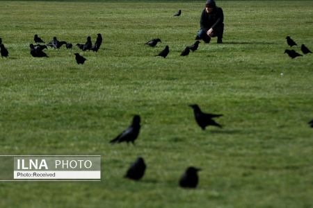  اخبار پزشکی ,خبرهای پزشکی,مهربانی با حیوانات 