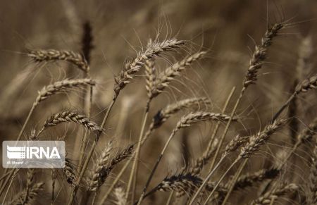 اخباراقتصادی ,خبرهای اقتصادی , گندم اخباراقتصادی ,خبرهای اقتصادی, گندم