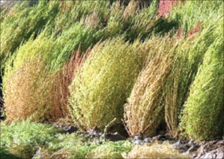 اخبارحوادث,خبرهای حوادث ,حوادث روز اخبار حوادث,خبرهای حوادث ,حوادث روز
