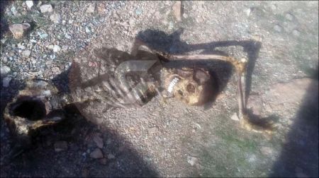 اخبارحوادث,خبرهای حوادث ,حوادث روز اخبار حوادث,خبرهای حوادث ,حوادث روز