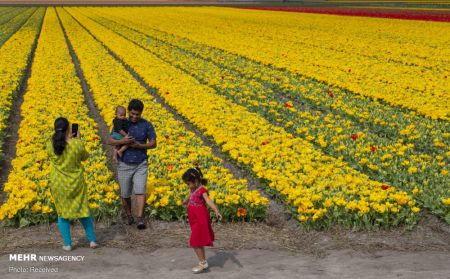  اخبارگوناگون,خبرهای گوناگون , گل لاله معروف هلندی