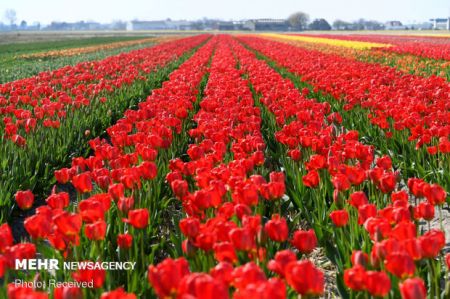  اخبارگوناگون,خبرهای گوناگون , گل لاله معروف هلندی