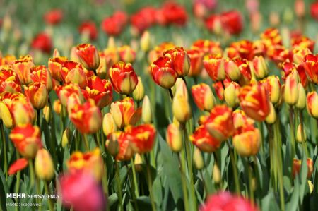 اخبارگوناگون,خبرهای گوناگون , گل لاله معروف هلندی اخبارگوناگون,خبرهای گوناگون , گل لاله معروف هلندی
