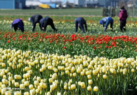 اخبارگوناگون,خبرهای گوناگون , گل لاله معروف هلندی اخبارگوناگون,خبرهای گوناگون , گل لاله معروف هلندی