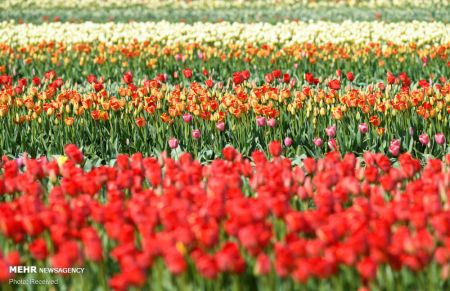 اخبارگوناگون,خبرهای گوناگون , گل لاله معروف هلندی اخبارگوناگون,خبرهای گوناگون , گل لاله معروف هلندی
