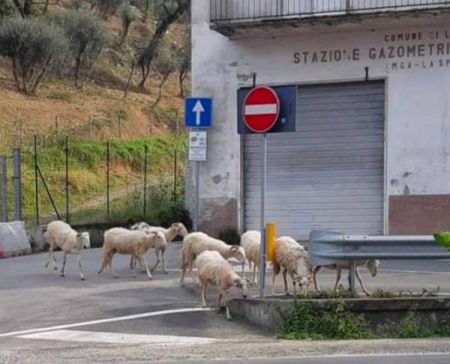  اخبارگوناگون,خبرهای گوناگون ,بازگشت شگفت‌آور حیوانات