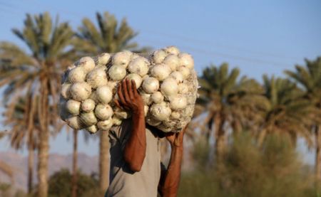 اخبار,اخبار اقتصادی,عوارض صاردات پیاز اخبار,اخبار اقتصادی,عوارض صاردات پیاز