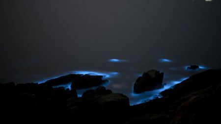 اخبار,اخبار علمی,نورهای آبی عجیب در برخی سواحل اخبار,اخبار علمی,نورهای آبی عجیب در برخی سواحل