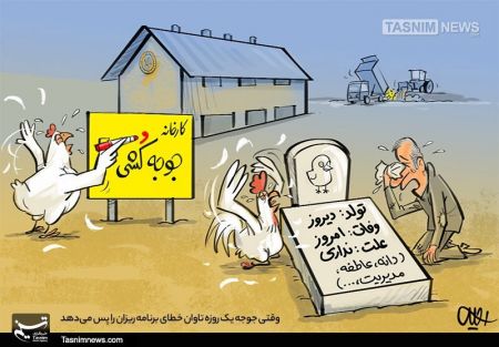 اخبار,اخبار اجتماعی,معدوم سازی جوجه ها اخبار,اخبار اجتماعی,معدوم سازی جوجه ها