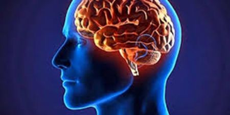اخبار,اخبار پزشکی,تاثیر رژیم غذایی بر روی مغز اخبار,اخبار پزشکی,تاثیر رژیم غذایی بر روی مغز