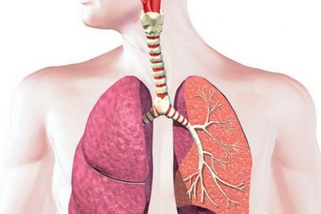 اخبار,اخبار پزشکی,عضلات تنفسی اخبار,اخبار پزشکی,عضلات تنفسی