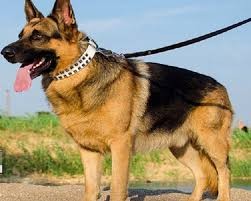 اخبار پزشکی ,خبرهای پزشکی ,سگ اخبار پزشکی ,خبرهای پزشکی,سگ