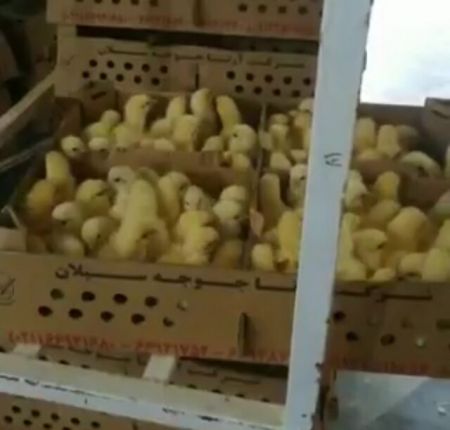 اخباراقتصادی ,خبرهای اقتصادی ,جوجه اخباراقتصادی ,خبرهای اقتصادی,جوجه