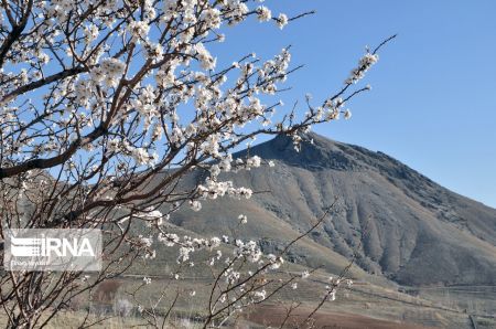 اخبارگوناگون,خبرهای گوناگون ,شکوفههای بهاری اخبارگوناگون,خبرهای گوناگون ,شکوفههای بهاری