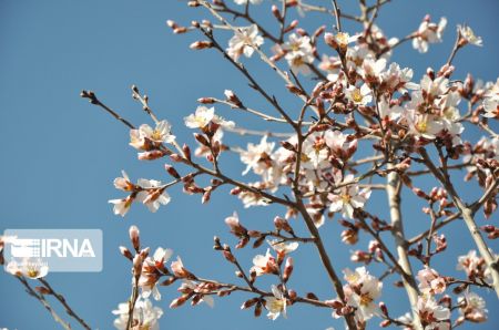 اخبارگوناگون,خبرهای گوناگون ,شکوفههای بهاری اخبارگوناگون,خبرهای گوناگون ,شکوفههای بهاری