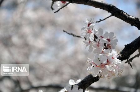 اخبارگوناگون,خبرهای گوناگون ,شکوفههای بهاری اخبارگوناگون,خبرهای گوناگون ,شکوفههای بهاری