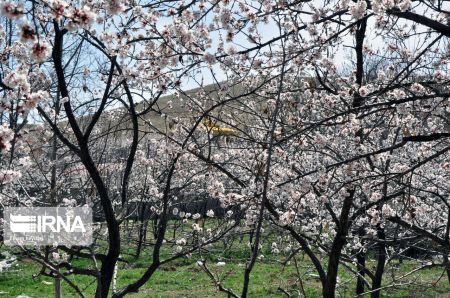اخبارگوناگون,خبرهای گوناگون ,شکوفههای بهاری اخبارگوناگون,خبرهای گوناگون ,شکوفههای بهاری