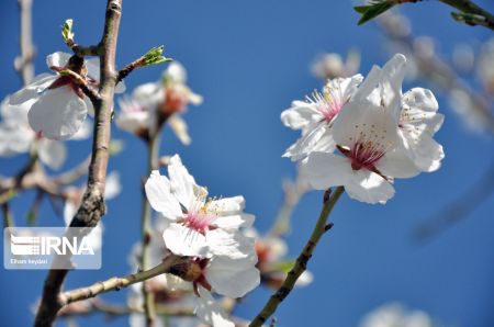 اخبارگوناگون,خبرهای گوناگون ,شکوفههای بهاری اخبارگوناگون,خبرهای گوناگون ,شکوفههای بهاری