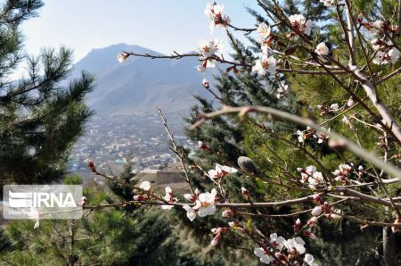 اخبارگوناگون,خبرهای گوناگون ,شکوفههای بهاری اخبارگوناگون,خبرهای گوناگون ,شکوفههای بهاری