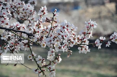  اخبارگوناگون,خبرهای گوناگون ,شکوفه‌های بهاری 