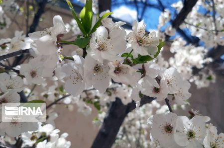 اخبارگوناگون,خبرهای گوناگون ,شکوفههای بهاری اخبارگوناگون,خبرهای گوناگون ,شکوفههای بهاری