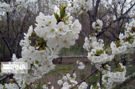  اخبارگوناگون,خبرهای گوناگون ,شکوفه‌های بهاری 