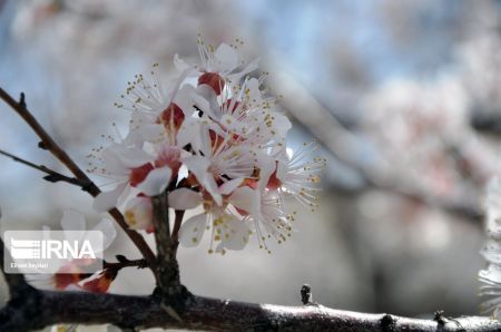 اخبارگوناگون,خبرهای گوناگون ,شکوفههای بهاری اخبارگوناگون,خبرهای گوناگون ,شکوفههای بهاری