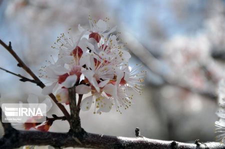  اخبارگوناگون,خبرهای گوناگون ,شکوفه‌های بهاری 