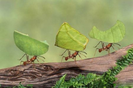 اخبارگوناگون,خبرهای گوناگون , مورچه اخبارگوناگون,خبرهای گوناگون , مورچه