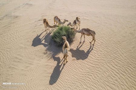  اخبارگوناگون,خبرهای گوناگون ,حیوانات