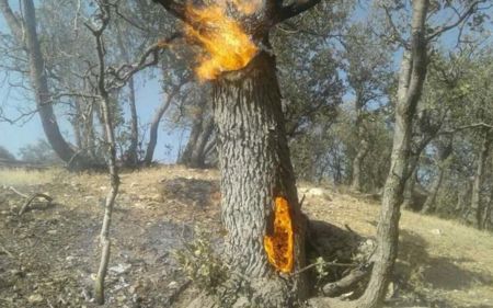 اخبار,اخبار حوادث,آتش سوزی در ارتفاعات شیراز اخبار,اخبار حوادث,آتش سوزی در ارتفاعات شیراز