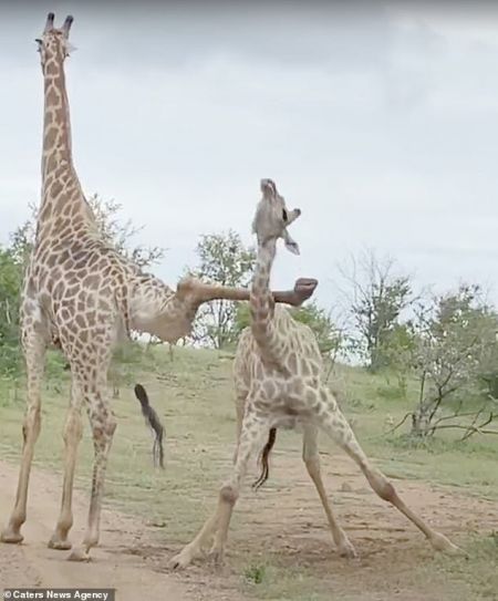 اخبار,اخبار گوناگون,زرافه اخبار,اخبار گوناگون,زرافه