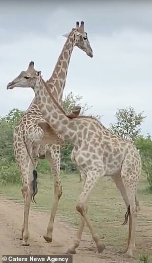 اخبار,اخبار گوناگون,زرافه اخبار,اخبار گوناگون,زرافه