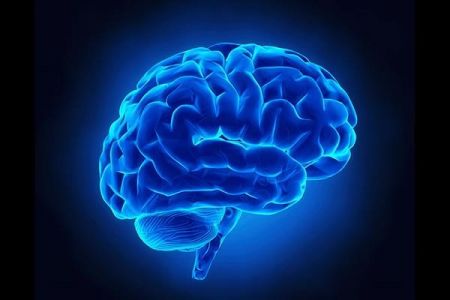 اخبار,اخبار پزشکی,مغز اخبار,اخبار پزشکی,مغز