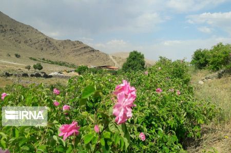 اخباراجتماعی ,خبرهای اجتماعی ,گل و گلاب اخبار اجتماعی ,خبرهای اجتماعی,گل و گلاب