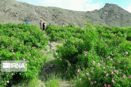 اخباراجتماعی ,خبرهای اجتماعی ,گل و گلاب اخبار اجتماعی ,خبرهای اجتماعی,گل و گلاب