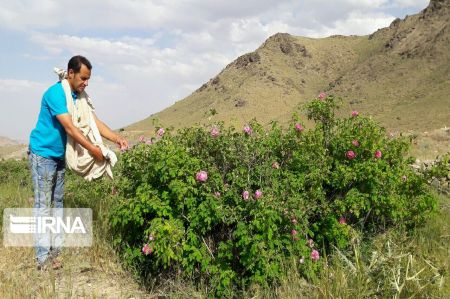 اخباراجتماعی ,خبرهای اجتماعی ,گل و گلاب اخبار اجتماعی ,خبرهای اجتماعی,گل و گلاب