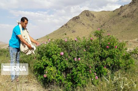  اخبار اجتماعی ,خبرهای اجتماعی,گل و گلاب