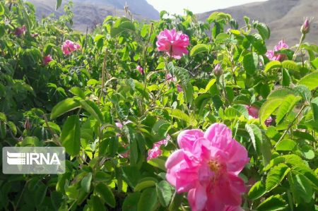 اخباراجتماعی ,خبرهای اجتماعی ,گل و گلاب اخبار اجتماعی ,خبرهای اجتماعی,گل و گلاب