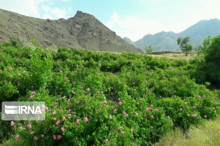 اخباراجتماعی ,خبرهای اجتماعی ,گل و گلاب اخبار اجتماعی ,خبرهای اجتماعی,گل و گلاب