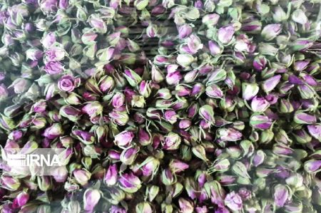 اخباراجتماعی ,خبرهای اجتماعی ,گل و گلاب اخبار اجتماعی ,خبرهای اجتماعی,گل و گلاب