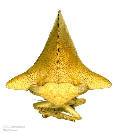 اخبارگوناگون,خبرهای گوناگون ,حشرات از نمای نزدیک اخبارگوناگون,خبرهای گوناگون ,حشرات از نمای نزدیک