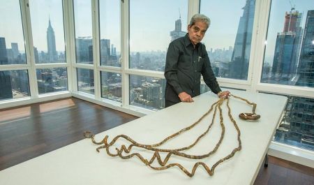 اخبارگوناگون,خبرهای گوناگون ,رکورد عجیب و غریب اخبارگوناگون,خبرهای گوناگون ,رکورد عجیب و غریب