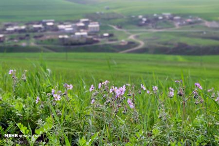  اخبارگوناگون,خبرهای گوناگون ,دشت مغان