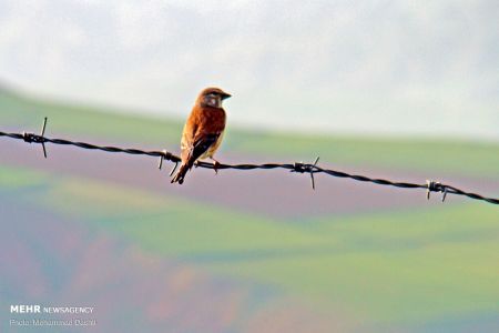  اخبارگوناگون,خبرهای گوناگون ,دشت مغان