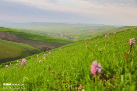  اخبارگوناگون,خبرهای گوناگون ,دشت مغان