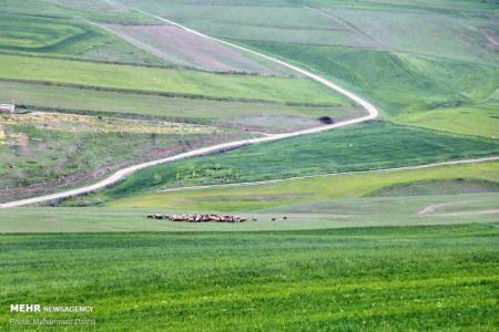  اخبارگوناگون,خبرهای گوناگون ,دشت مغان