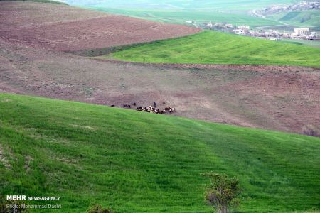 اخبارگوناگون,خبرهای گوناگون ,دشت مغان اخبارگوناگون,خبرهای گوناگون ,دشت مغان