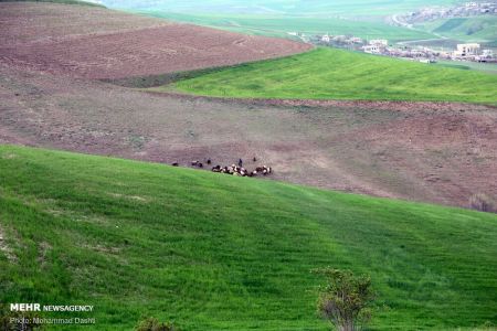  اخبارگوناگون,خبرهای گوناگون ,دشت مغان